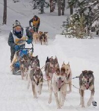 John Stewart Professional Sleddog Racer Scotland