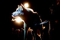 Sleddog Race Training Courses Scotland