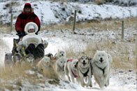 Cairngorm Sleddog Experience Aviemore