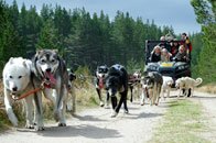 Sleddog Safari Cairngorm Aviemore